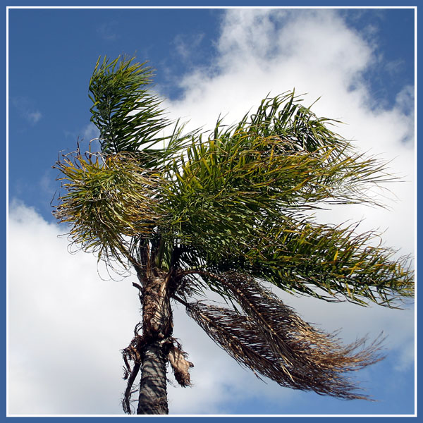 Wind
