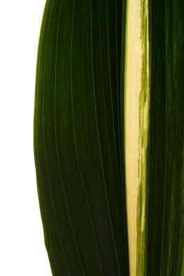 Tropical Wild