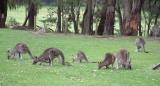 Herd of Kangas.jpg