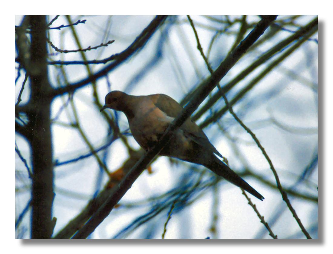 Dove