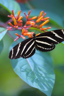 Butterfly2.jpg