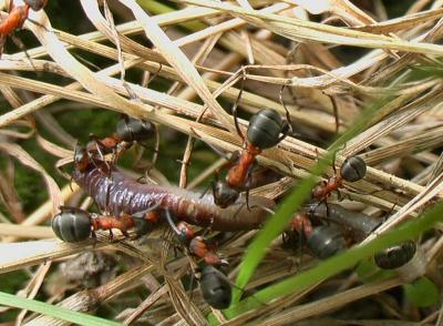 Ants with earthworm