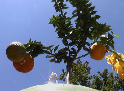 Chinotto 8