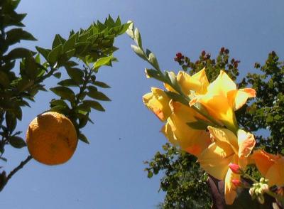 Chinotto & Gladiolus