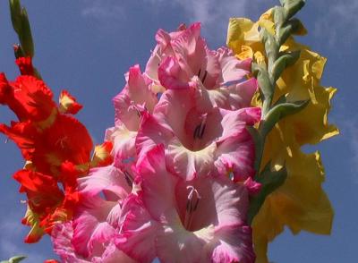 Gladiolus 1