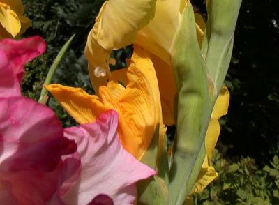 Gladiolus 4