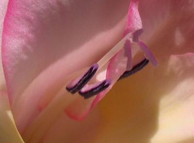 u14/dk5ci/medium/8507583.gladiole05.jpg