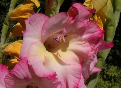 Gladiolus 5