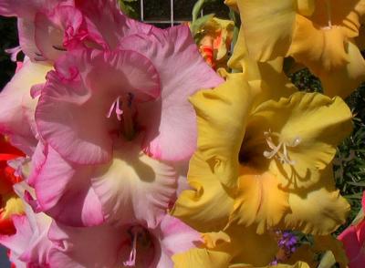 Gladiolus 8