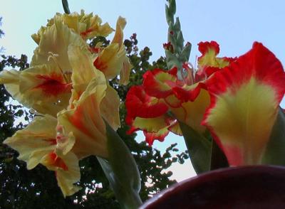 Gladiolus 11