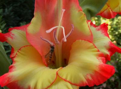 u14/dk5ci/medium/8507595.gladiole16.jpg