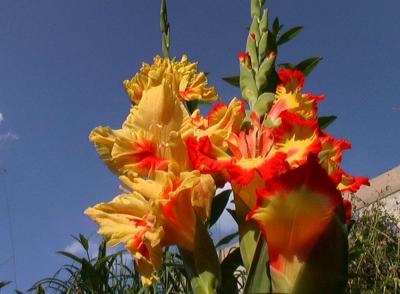 u14/dk5ci/medium/8507597.gladiole18.jpg