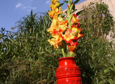 u14/dk5ci/medium/8507598.gladiole19.jpg