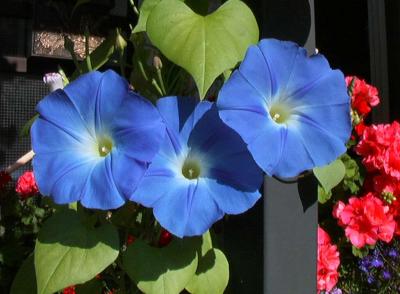 Morning Glory 3