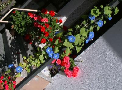 u14/dk5ci/medium/8507604.prachtwinde06.jpg