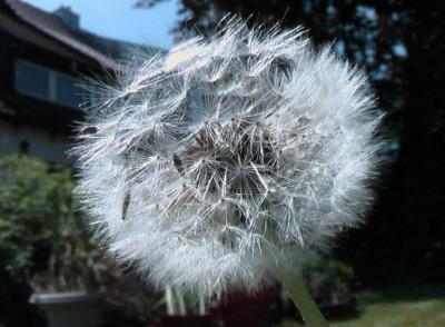 Dandelion 1
