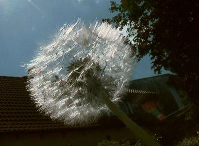 Dandelion 2