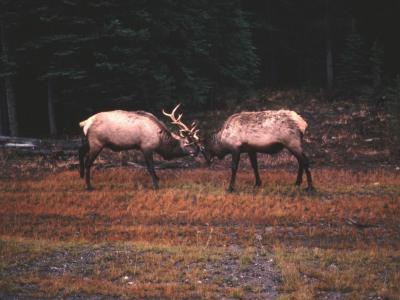sparring bull elk