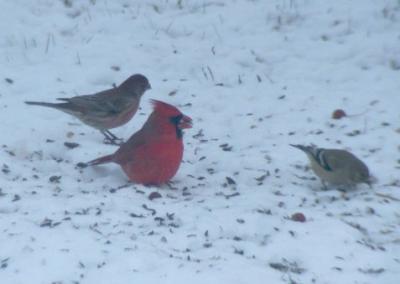 Shy cardinal ...