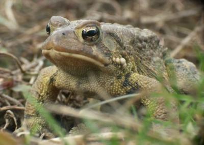 Spring Toad