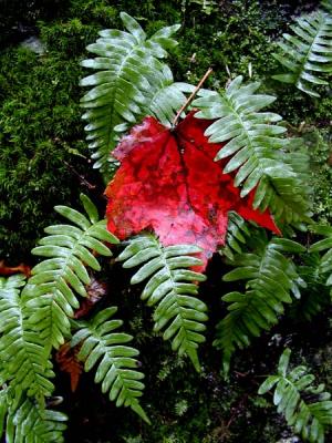 Leaf & Fern Crabtree Falls