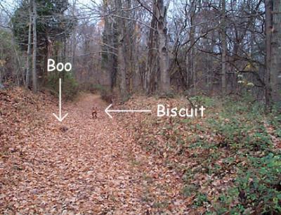 Boo and Biscuit on the trail