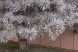 Frosty Needles