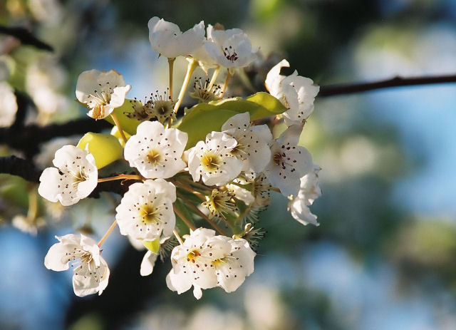 Blossoms