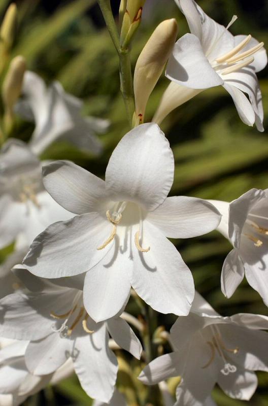 Hybrid Lilies