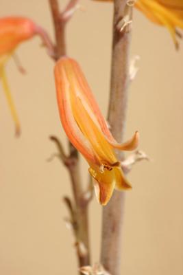 Flower of the Aloe Plant