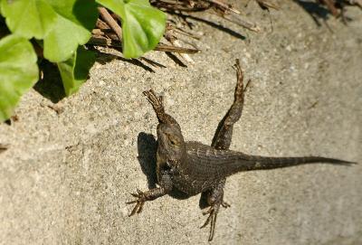 Lizard in the Afternoon Sun