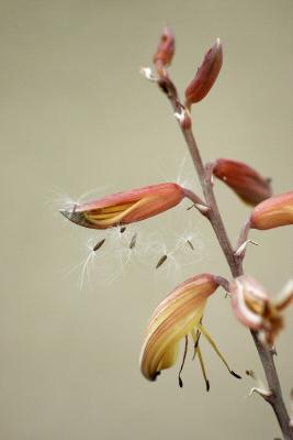 More of the Aloe Flower