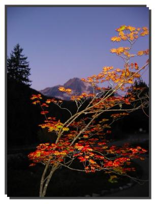 leaves before Mt. Rainier, Paradise