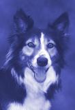 Airlie the Blue Dog