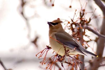 Cedar-Waxwing.jpg