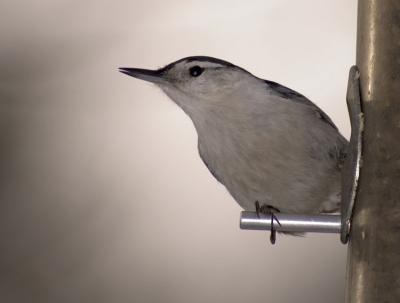 Nuthatch