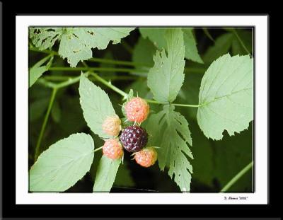 Berries