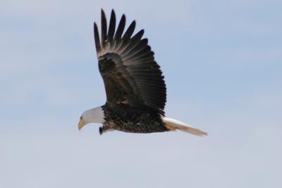 u14/dwbrewer/medium/38737321.eagle73ajpg.jpg