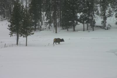 058_LoneElk.jpg