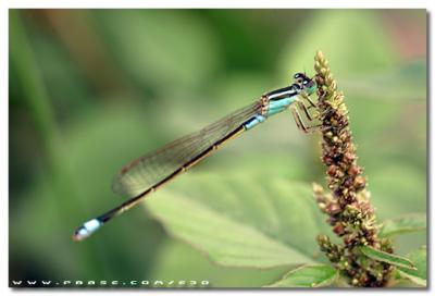 Damselfly - Q