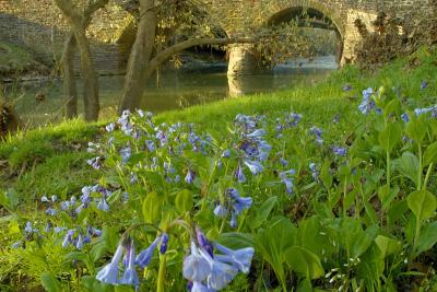 4/10/05 - Bluebells at the Stone Bridge