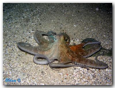 Octapus