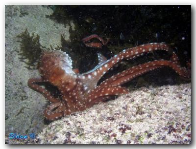 Mediterranean sea - Acziv Cave (April_2005)