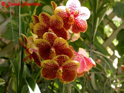 Dscn2160T.jpg