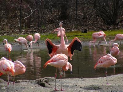 Flamingo Dancer