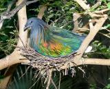 Nicobar Pigeon Nesting