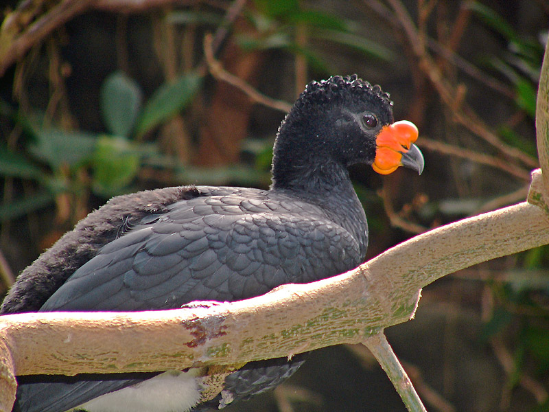 Wattled Curassow