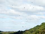 Turkey Vultures