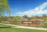 Tulip Magnolias on the Tidal Basin