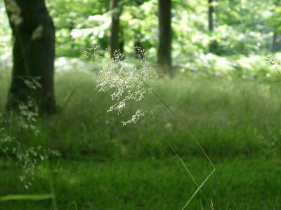 A grass in the sun